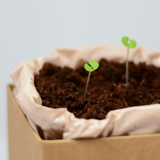 Greek Basil Plant Box