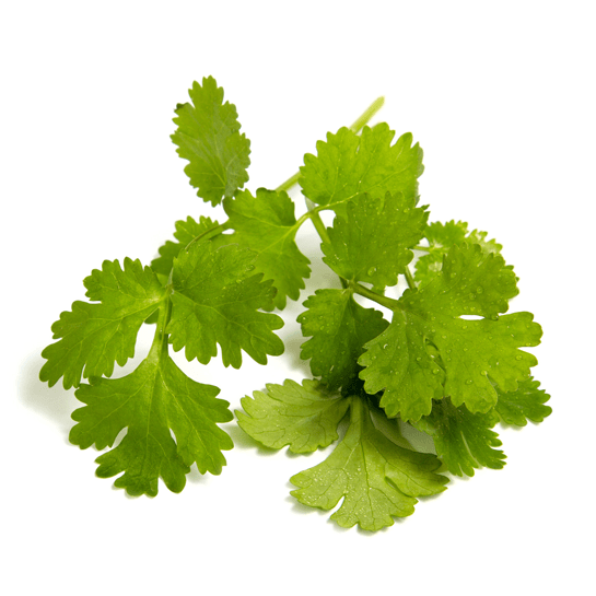 Coriander leaves by mywindowfood