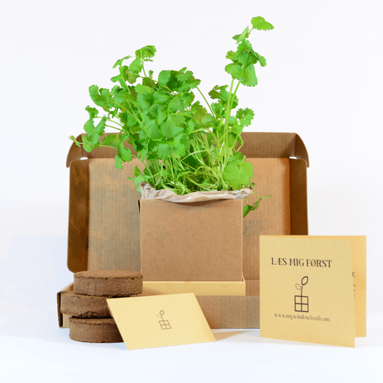 Coriander Plant Box