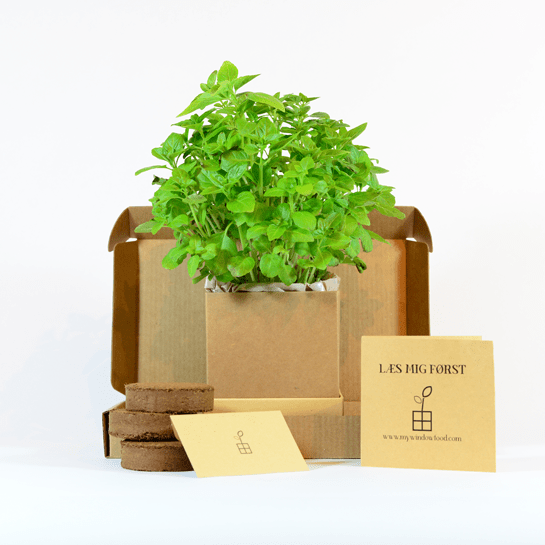 Greek Basil Plant Box