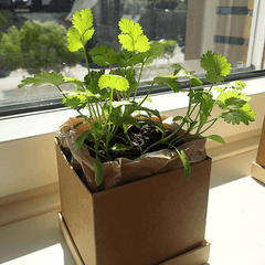 Coriander Plant Box