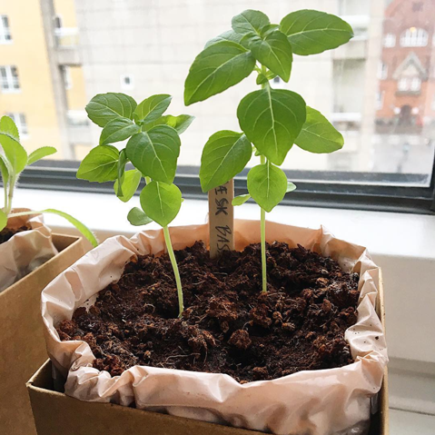 Greek basil sprouts in window