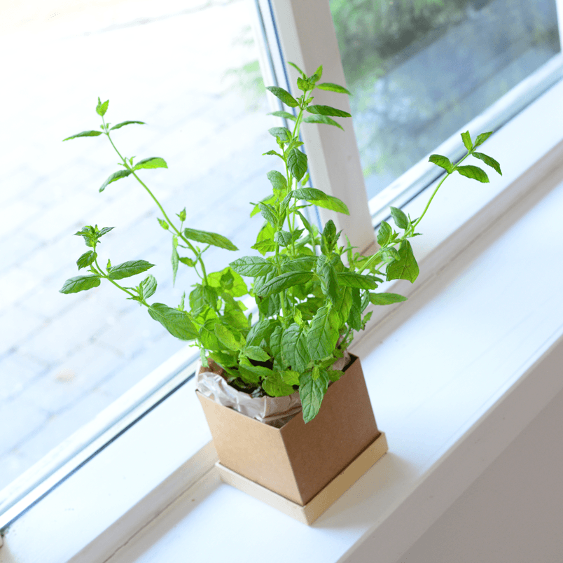 Mint plant in Plant Pot placed in window