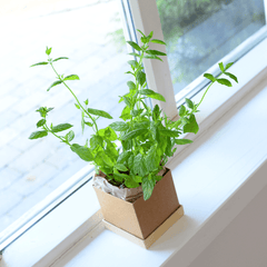 Single Plant Box gift with greeting