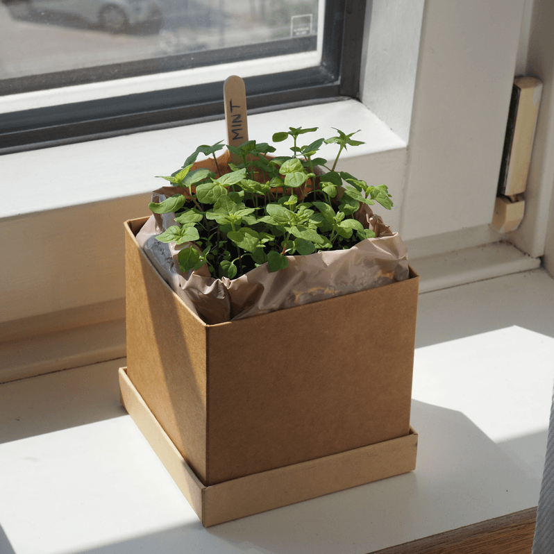 Single Plant Box gift with greeting