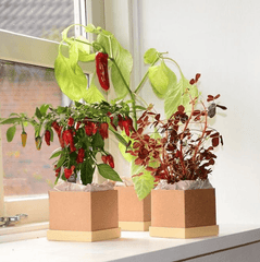 Chili Plant Box