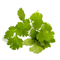 Coriander leaves by mywindowfood