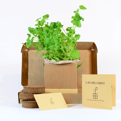 Coriander Plant Box